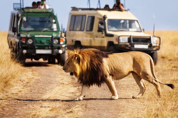 Amboseli National Park viewing a lion
