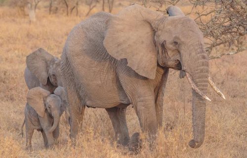 Family elephant in Serengeti National Park, Tanzania