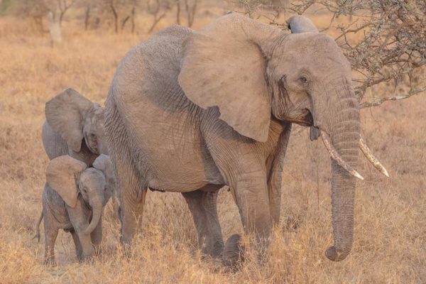 Family elephant in Serengeti National Park, Tanzania