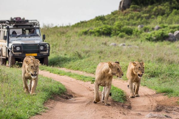 Game Drive in Serengeti