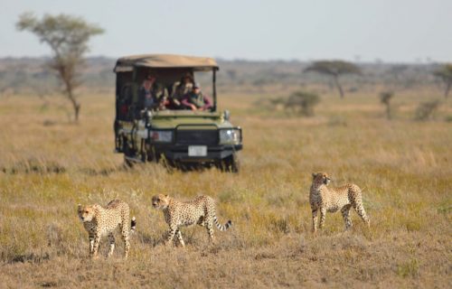 Game Drives in Serengeti