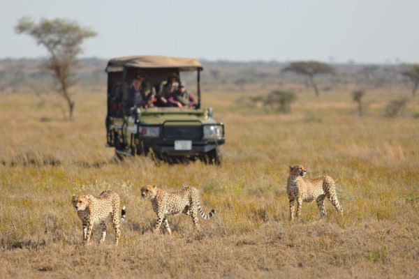 Game Drives in Serengeti