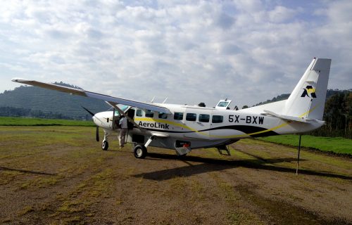 Gorilla flying Safari Bwindi