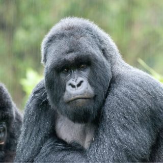 Gorillas in Mgahinga National Park