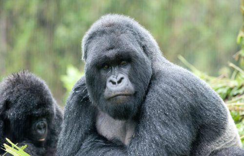 Gorillas in Mgahinga National Park