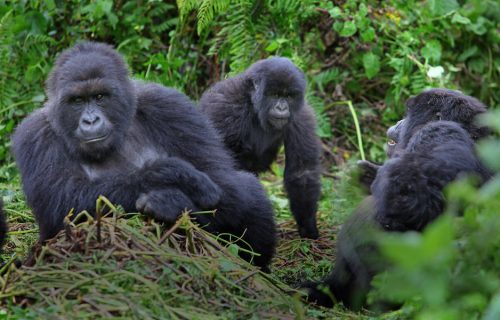 Nyakagezi Gorilla Family in Mgahinga Gorilla National Park
