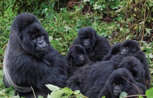 Nyakagezi Gorilla Family in Mgahinga.