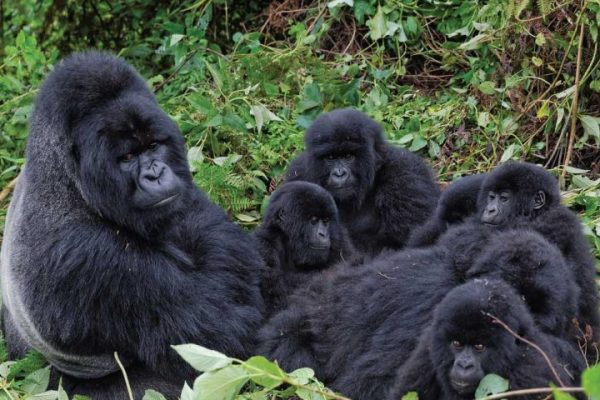 Nyakagezi Gorilla Family in Mgahinga.