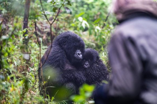 Sabyinyo - Gorilla trekking