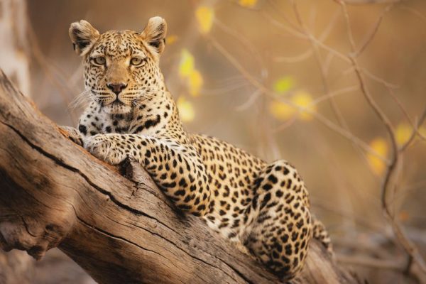 The African leopard