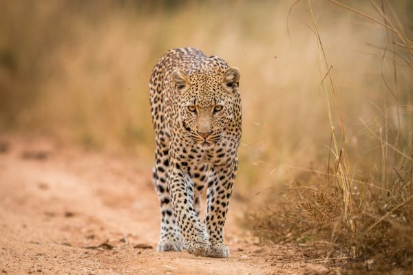 leopard Africa