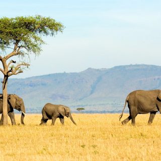 sayari-camp-serengeti-tanzania