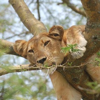 tree-climbing lions in Queen Elizabeth National Park