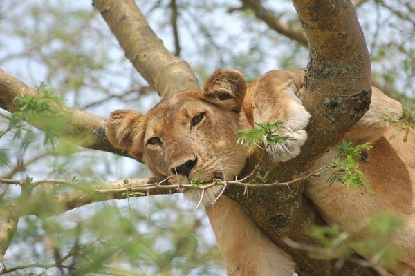 tree-climbing lions in Queen Elizabeth National Park