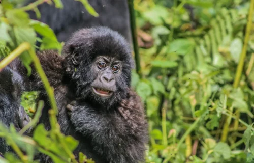 Mountain Gorillas in Congo