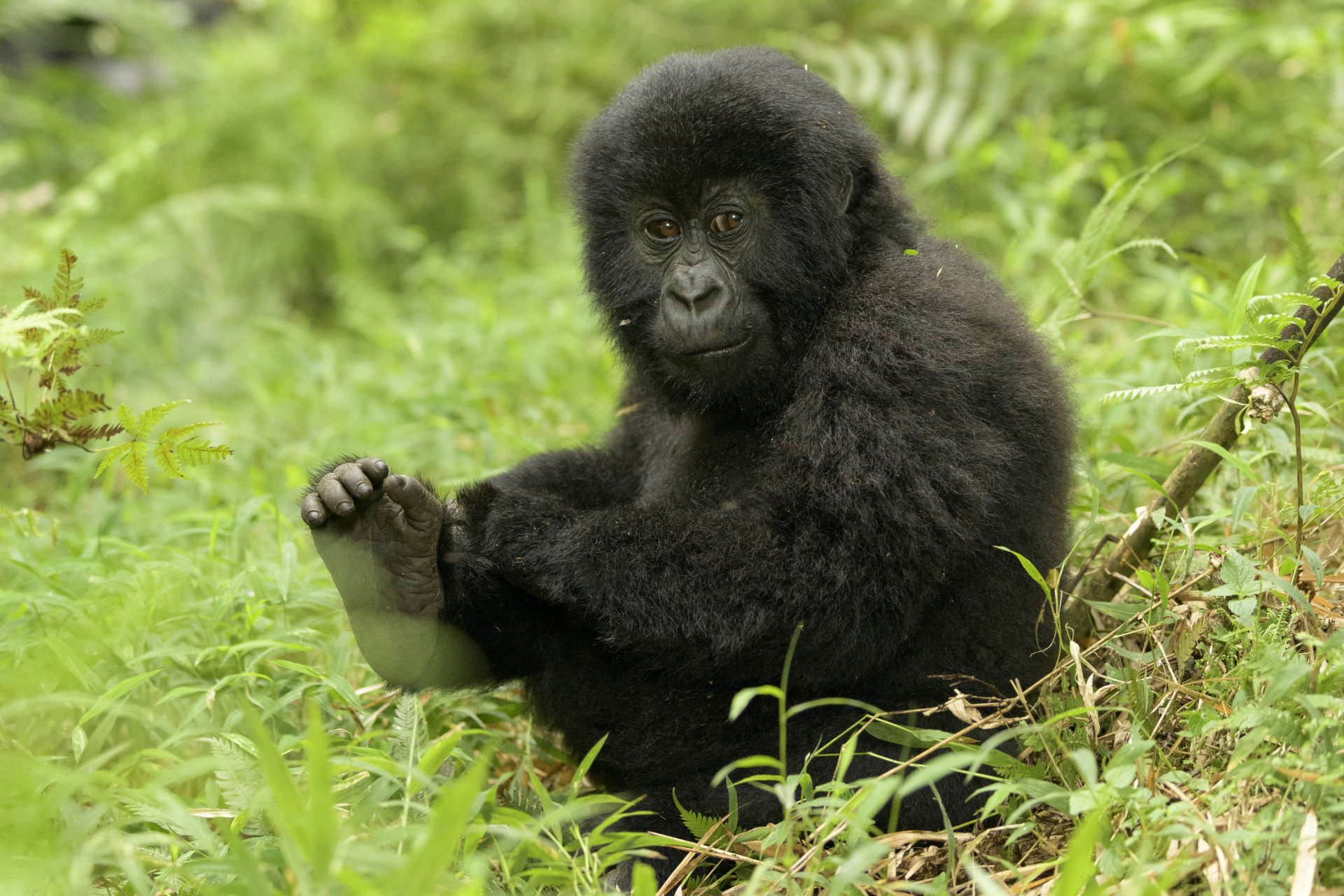 2024 4 Days Uganda Gorilla Trekking & Lake Bunyonyi Tour