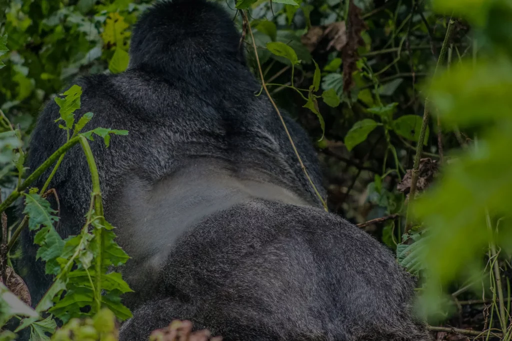 Silverback gorilla facts weight strength size videos