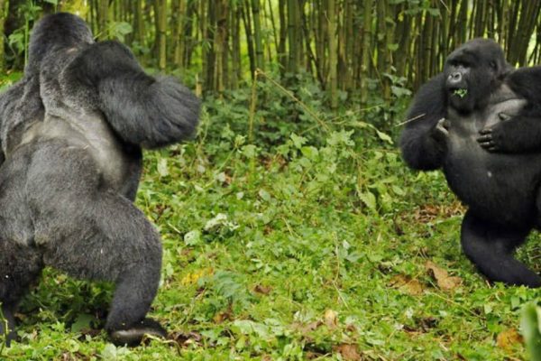 Are Gorillas Dangerous?