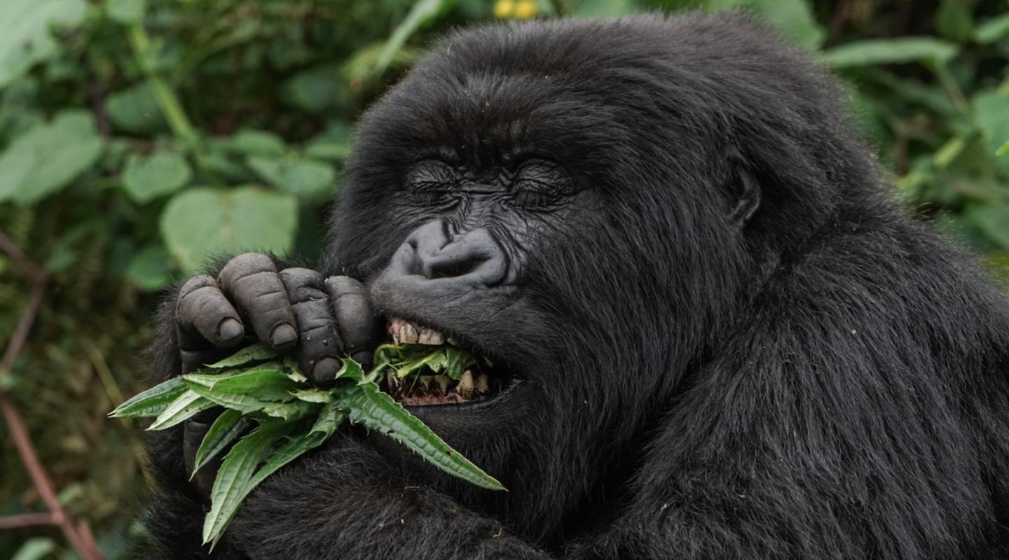 Mountain Gorilla Diet Eating Habits What Do Gorillas Eat 