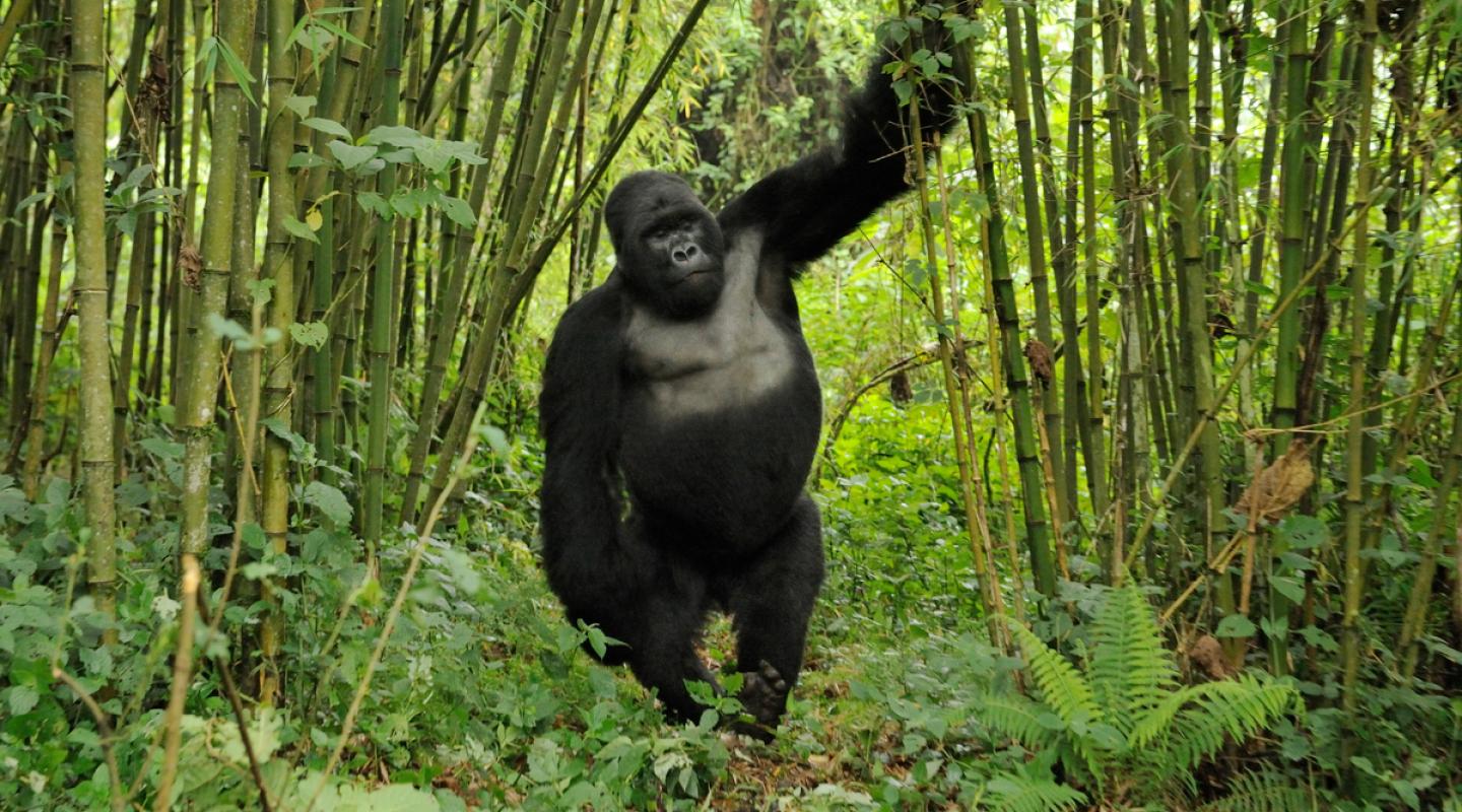 Mountain gorilla lifespan how long does a gorilla live 