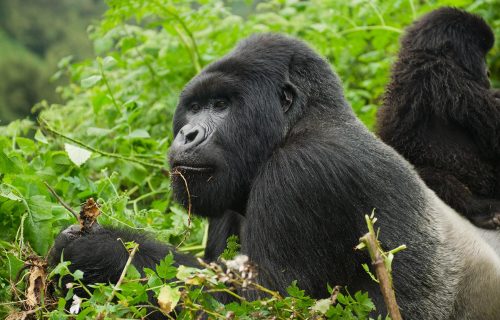 The Great Apes of Uganda and Rwanda