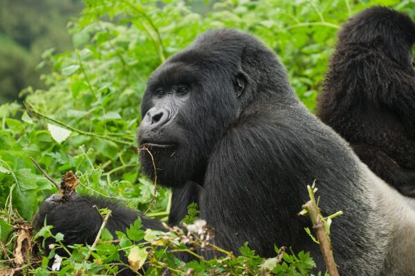 The Great Apes of Uganda and Rwanda. The Great Apes of Uganda and Rwanda