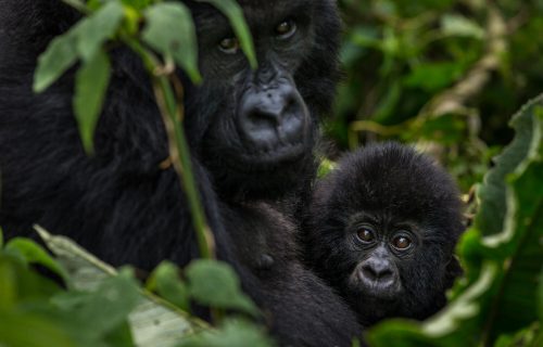 Wild mountain gorilla numbers grow to more than 1,000