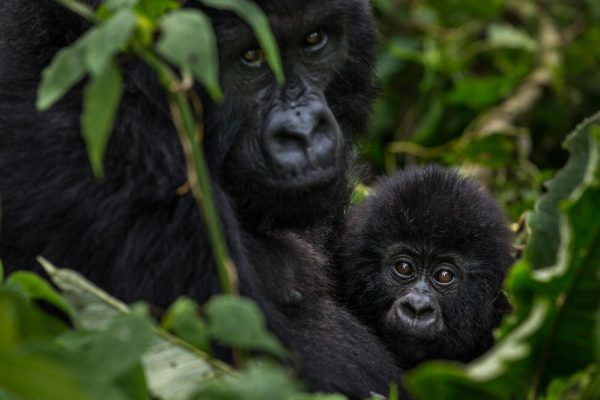 Wild mountain gorilla numbers grow to more than 1,000