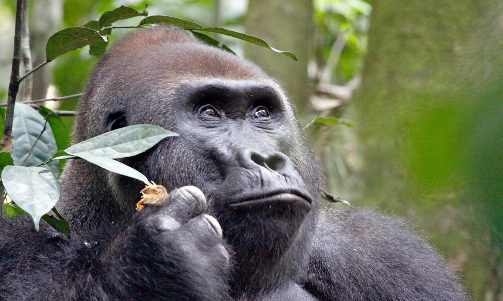 do-gorillas-eat-meat-are-gorillas-carnivores-or-omnivores