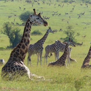 game drive in Murchison Falls National Park