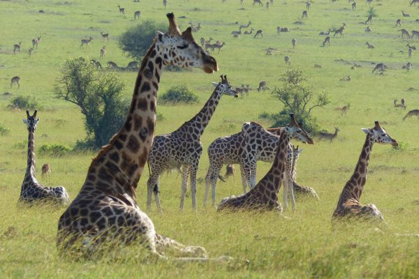 game drive in Murchison Falls National Park