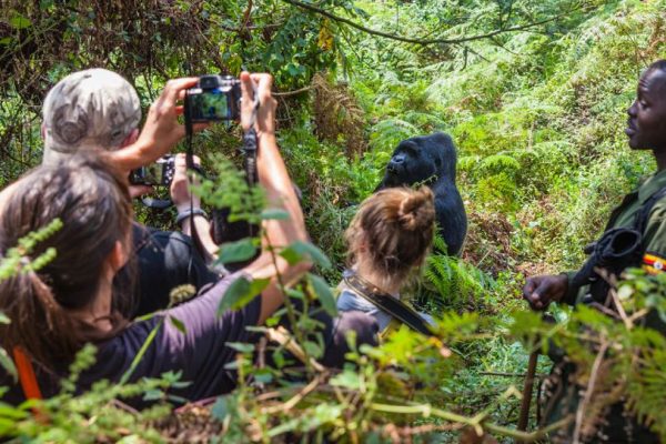 gorilla habituation experience Uganda