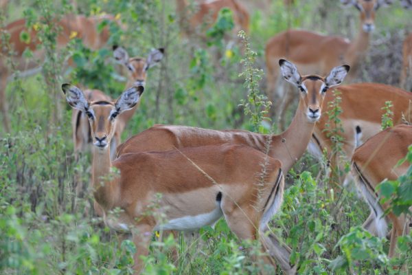 impalas in Lake Mburo National Park