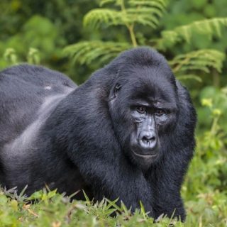 Eastern Gorilla