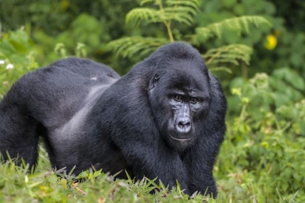 Eastern Gorilla