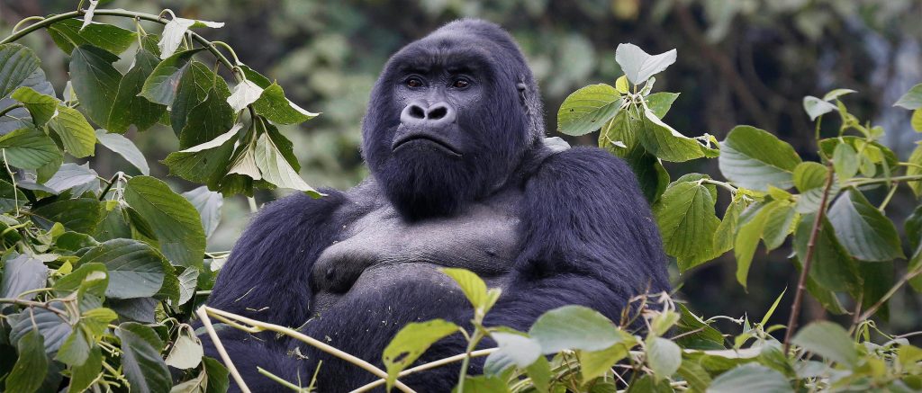 Mountain Gorilla Characteristics: Physical Appearance & Size