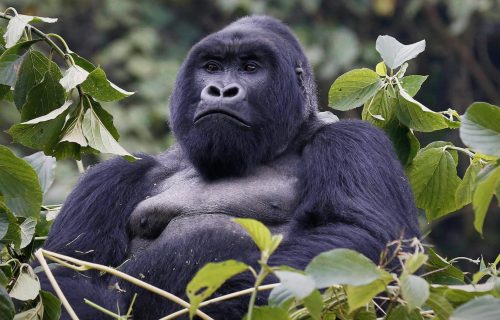 Mountain gorilla characteristics