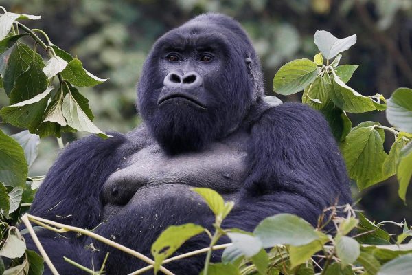 Mountain gorilla characteristics