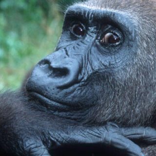 Western gorilla