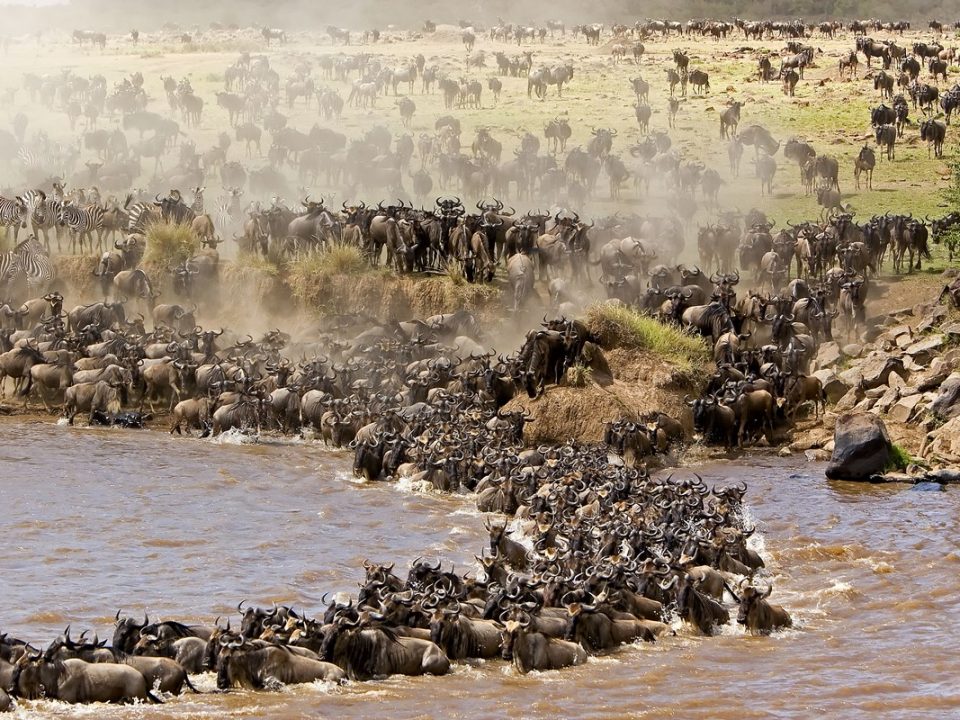 Witness the Great Wildebeest Migration