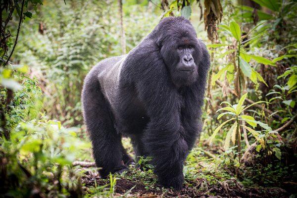 eastern gorillas