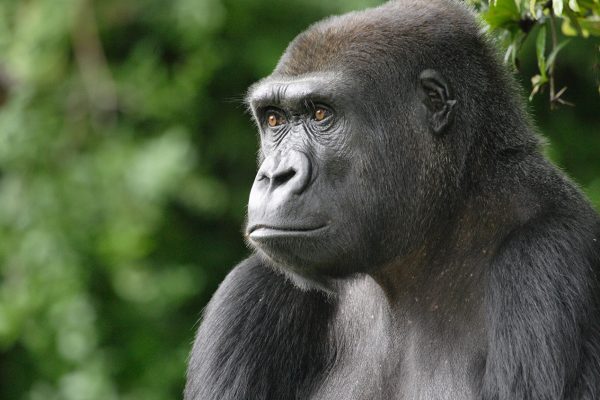 western gorilla habitat
