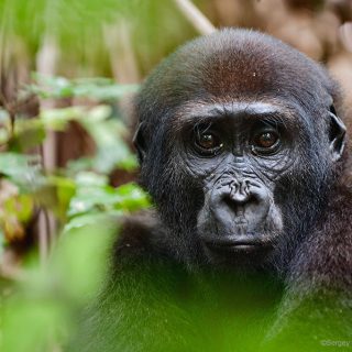 western gorilla habitat