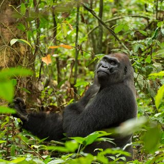 western gorilla habitat