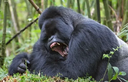 How Strong Are Gorillas [Silverback Strength vs Humans]