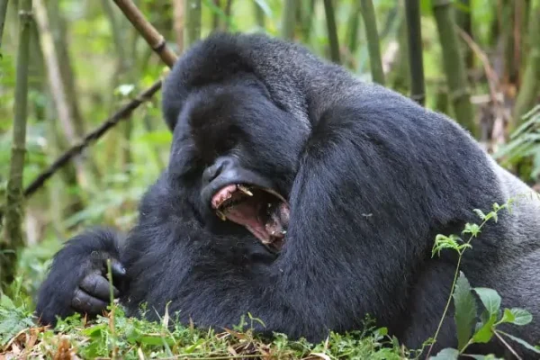 How Strong Are Gorillas [Silverback Strength vs Humans]