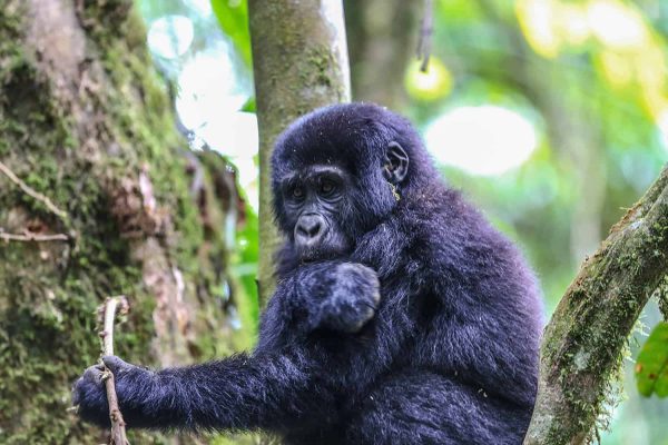 How to Get to Mgahinga Gorilla National Park