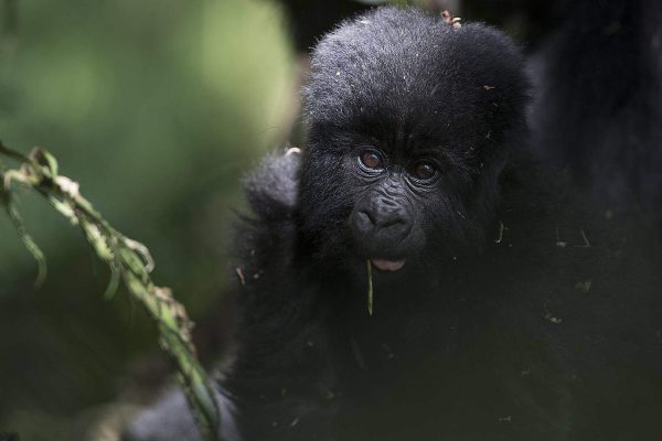 When to Visit Mgahinga Gorilla National Park
