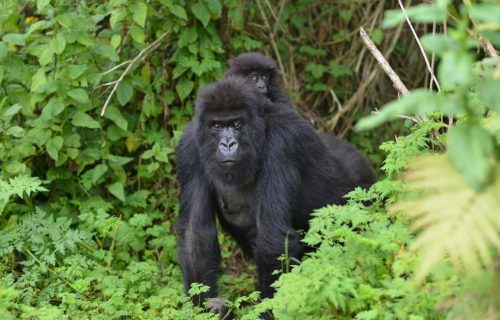 gorilla trekking Mgahinga and Bwindi