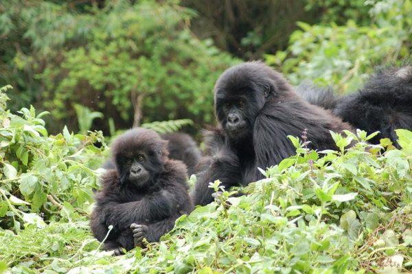 best time to visit bwindi impenetrable national park